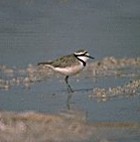 Madagascar Plover - Photo copyright Jeff Blincow
