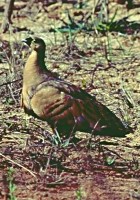 Madagascar Sandgrouse - Photo copyright Giuliano Gerra and Silvio Sommazzi