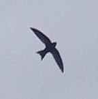 Madagascar Swift - Photo copyright Wim van der Schot