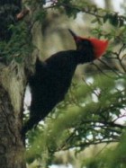 Magellanic Woodpecker - Photo copyright Alec Earnshaw
