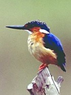 Malagasy Kingfisher - Photo copyright Giuliano Gerra and Silvio Sommazzi