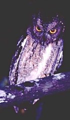 Malagasy Scops-Owl - Photo copyright Giuliano Gerra and Silvio Sommazzi