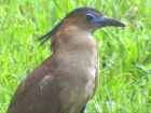 Malayan Night-Heron - Photo copyright C. C. Chang