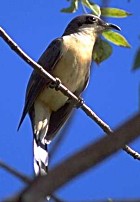 Mangrove Cuckoo - Photo copyright Giuliano Gerra and Silvio Sommazzi
