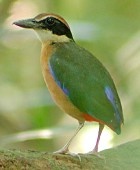 Mangrove Pitta - Photo copyright Laurence Poh