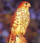 Mauritius Kestrel - Photo copyright Mauritius Wildlife Federation