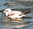 Mediterranean Gull (first winter) - Photo copyright Trev Feltham