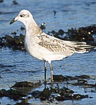 First Winter Mediterranean Gull - Photo copyright David Massie