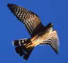 Merlin - Photo copyright Bill Scholtz
