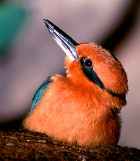 Micronesian Kingfisher - Photo copyright Greg Neise