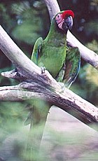 Military Macaw - ENDANGERED - Photo copyright Pat Goltz