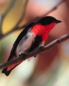 Mistletoebird - Photo copyright Wildwatch Australia