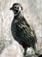 Montezuma Quail - Photo copyright Erik Breden