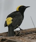 Moriche Oriole - Photo copyright Hideo Tani
