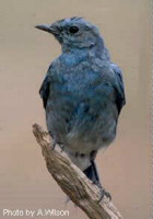 Mountain Bluebird - state bird - Photo by A. Wilson
