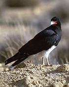 Mountain Caracara - Photo copyright Giuliano Gerra and Silvio Sommazzi