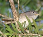 Mountain Fulvetta - Photo copyright Ivor Lee