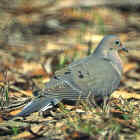 Turtle Dove (Mourning Dove) - Photo copyright Don DesJardin