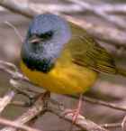 Mourning Warbler - Photo copyright Alain Hogue