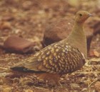 Namaqua Sandgrouse - Photo copyright Eric Van Poppel
