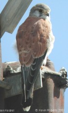 Australian (Nankeen) Kestrel - Photo copyright Kevin Roberts