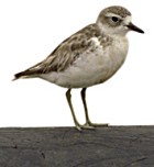 Red-breasted Plover (New Zealand Dotterel) - Photo copyright Miranda Mines