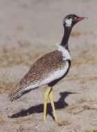 Black Bustard - Photo copyright Cliff Buckton