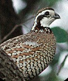 Northern Bobwhite - Photo copyright Erik Breden