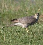 Northern Goshawk - Photo copyright Christian Kerihuel