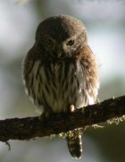 Northern Pygmy-Owl - Photo copyright Manuel Grosselet