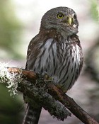 Northern Pygmy-Owl - Photo copyright Manuel Grosselet