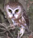 Saw-whet Owl - Photo copyright Peter Weber