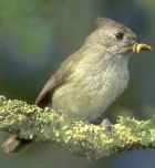 Oak Titmouse - Photo copyright Peter LaTourrette