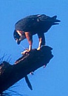 Orange-breasted Falcon - Photo copyright Knut Eisermann of Cayaya Birding