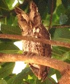 Pacific Screech-Owl - Photo copyright Tyler Hicks