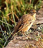 Paddyfield Pipit - Photo copyright Sumit Sen