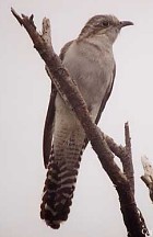 Pallid Cuckoo - Photo copyright Jean-Philippe Paris