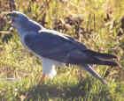 Pallid Harrier - Photo copyright Erwin van Maanen
