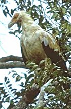 Palm-nut Vulture - Photo copyright Giuliano Gerra and Silvio Sommazzi