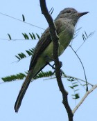 Panama Flycatcher - Photo copyright Glen Tepke