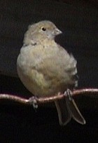 Patagonian Yellow-finch - Photo copyright Wim van der Schot