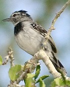 Pectoral Antwren - Photo copyright Arthur Grosset