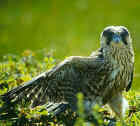 Peregrine Falcon - Photo copyright Hannu Hautala