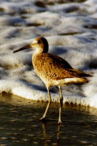 Willet - Photo copyright Peter Wallack