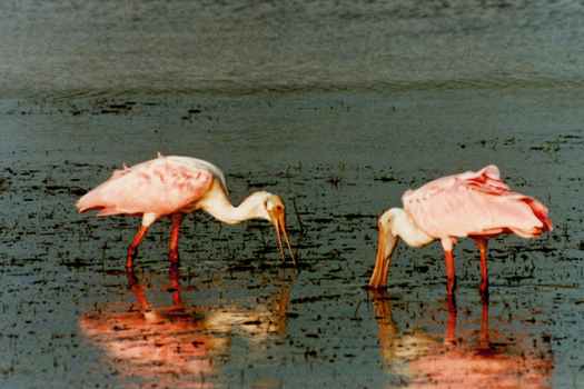 Roeate Spoonbills - Photo copyright Peter Wallack