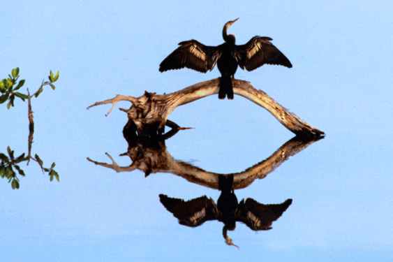 Anhinga - Photo copyright Peter Wallack