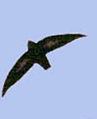Philippine Needletail - Photo copyright Vladamir Dinets