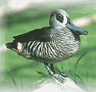 Pink-eared Duck - Photo copyright Laurie Crampton