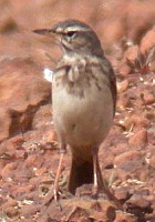 Plain-backed Pipit - Photo copyright Jim Rose