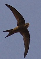 Plain Swift - Photo copyright Nick Lowton